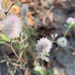 photo of Rabbitfoot Clover (Trifolium arvense)