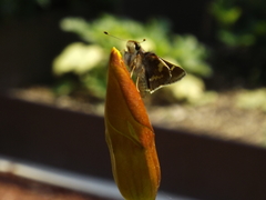 Lon melane vitellina