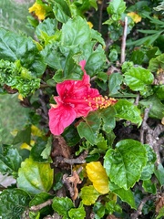 Hibiscus