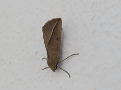 Compsoptera opacaria