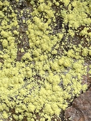 Chrysothrix chlorina