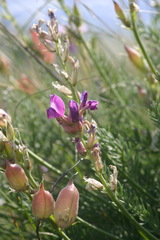 Oxytropis inaria