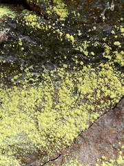 Chrysothrix chlorina