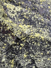 Chrysothrix chlorina