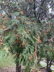 Thuja occidentalis