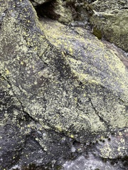 Chrysothrix chlorina