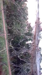 Stegodyphus sarasinorum