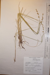 Carex echinata echinata