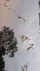 Stegodyphus sarasinorum