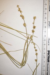 Carex echinata echinata