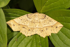 Euchlaena tigrinaria