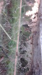 Stegodyphus sarasinorum