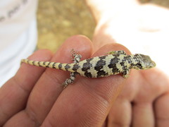 Abronia oaxacae
