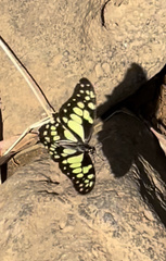 Graphium cyrnus
