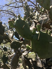 Opuntia rioplatense