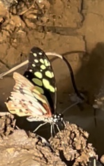 Graphium cyrnus