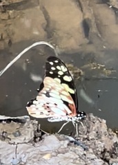 Graphium cyrnus