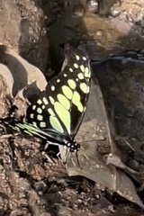 Graphium cyrnus