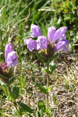 Dracocephalum grandiflorum