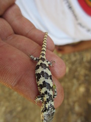 Abronia oaxacae