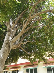 Melicoccus bijugatus