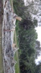 Stegodyphus sarasinorum