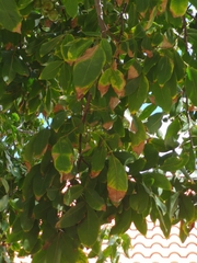 Melicoccus bijugatus