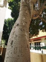 Melicoccus bijugatus