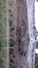 Stegodyphus sarasinorum