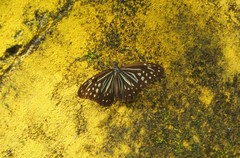 Parantica nilgiriensis