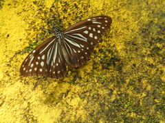 Parantica nilgiriensis