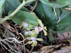 Gastrochilus obliquus