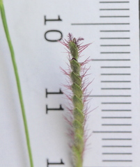Eremochloa ciliaris