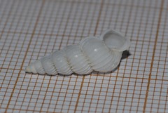 Epitonium clathratulum