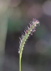 Eremochloa ciliaris