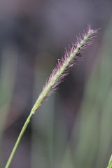 Eremochloa ciliaris