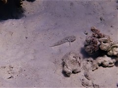 Fusigobius neophytus