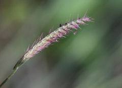 Eremochloa ciliaris
