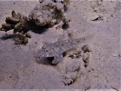 Fusigobius neophytus
