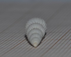 Epitonium clathratulum