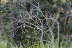 Eremochloa ciliaris