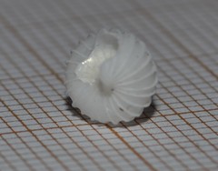 Epitonium clathratulum