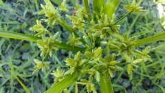 Cyperus ochraceus