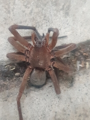 Zoropsidae