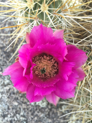 Echinocereus engelmannii