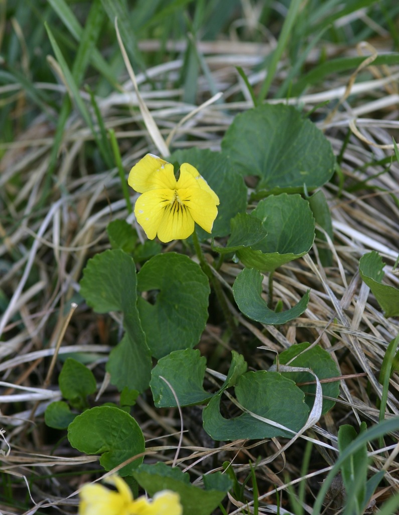 Fischer's yellow violet
