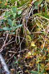 Pinguicula algida