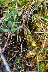 Pinguicula algida