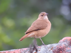 Furnarius rufus