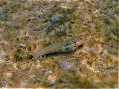 Ecsenius yaeyamaensis